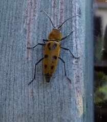 Chlorophorus glabromaculatus