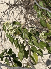 False bindweed (Sicyocarpus)
