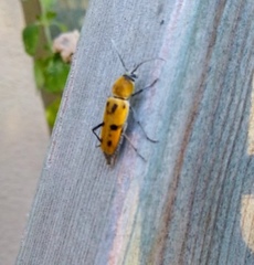 Chlorophorus glabromaculatus