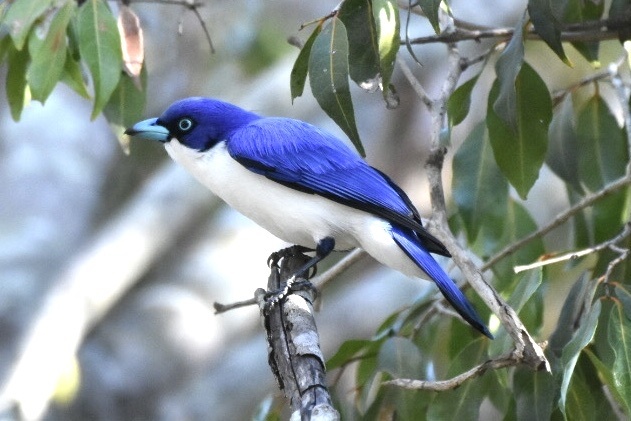 Madagascar Blue Vanga (Cyanolanius madagascarinus), photo 1
