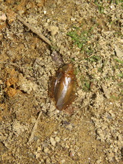 Dendroblatta falcifera