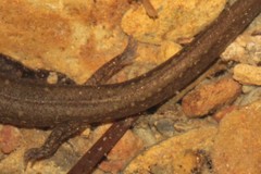 Eurycea multiplicata