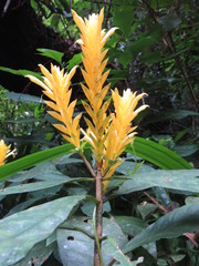 Aphelandra squarrosa