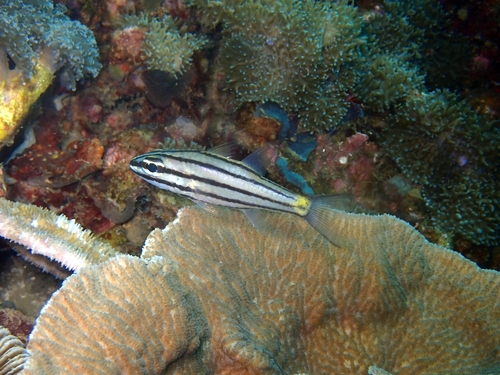 Cheilodipterus isostigmus observed 2024-10-16