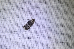 Chionodes bicostomaculella