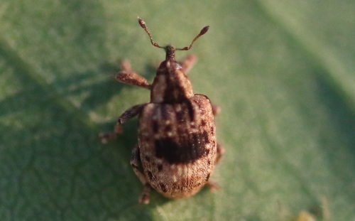 Stereonychus