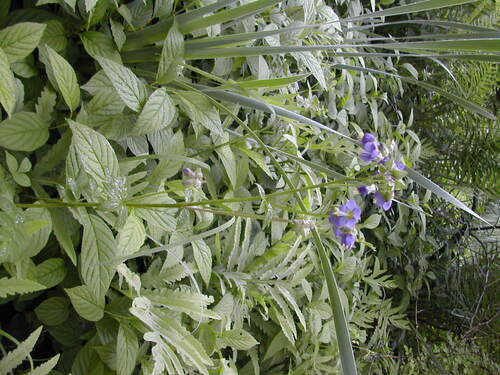 Polemonium vanbruntiae, photograph 5