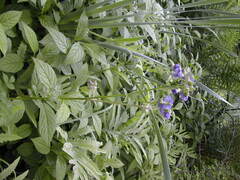 Polemonium vanbruntiae, photograph author not stated, no rights reserved