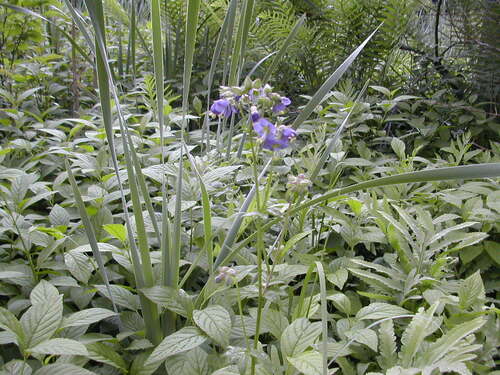 Polemonium vanbruntiae, photograph 6