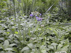 Polemonium vanbruntiae, photograph author not stated, no rights reserved