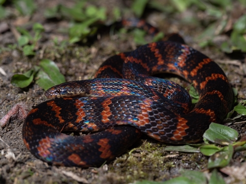 Atractus pachacamac