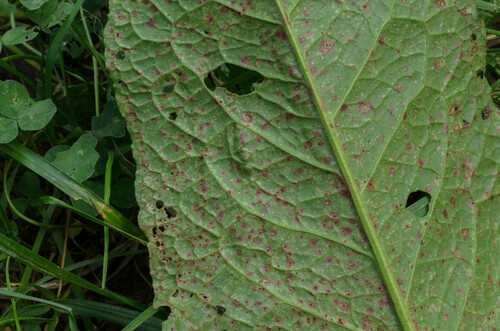 Uromyces rumicis