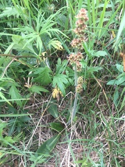 Micranthes hieraciifolia