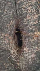 Hemidactylus bowringii