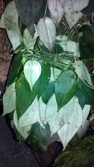 Magnoliopsida