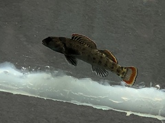 Etheostoma etowahae