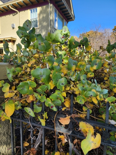 Image of Lonicera reticulata by (c) Emily Taege, some rights reserved (CC BY)