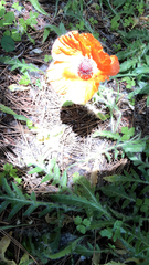 Papaver × pseudo-orientale