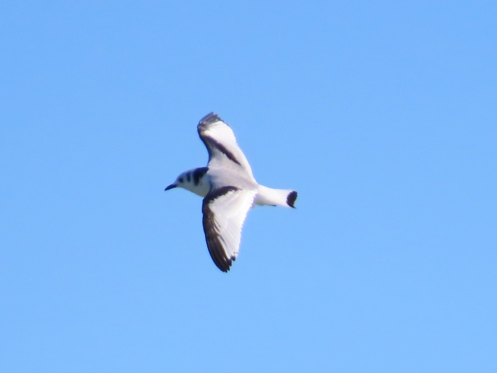 Black-legged Kittiwake