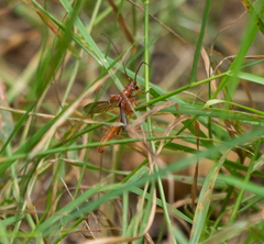 Necydalis laevicollis