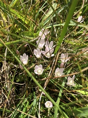 Lysimachia tenella