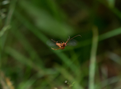 Necydalis laevicollis