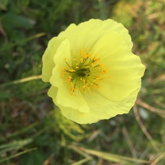 Papaver macounii