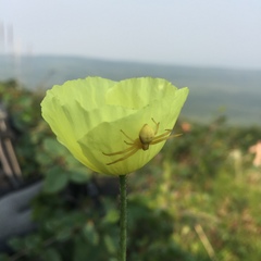 Papaver macounii