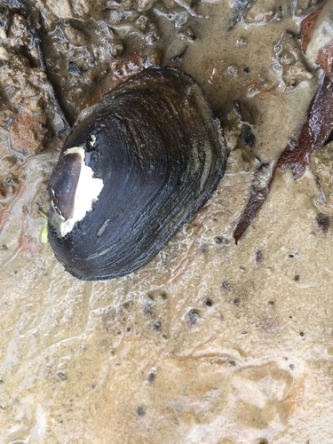 Leaunio lienosus