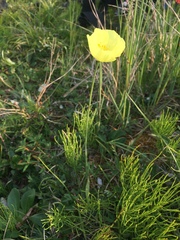 Papaver macounii