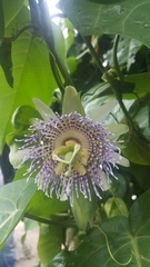 Passiflora ligularis