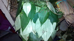 Magnoliopsida