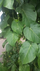 Passiflora ligularis