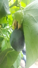 Passiflora ligularis