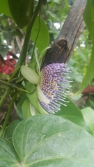 Passiflora ligularis