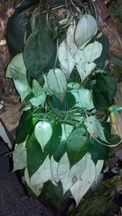 Magnoliopsida