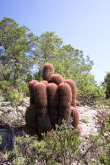 Ferocactus pilosus