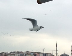 Chroicocephalus ridibundus