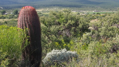 Ferocactus pilosus