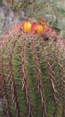 Ferocactus pilosus
