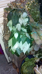 Magnoliopsida