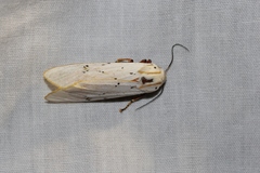 Rhodogastria similis