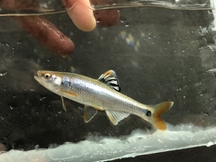 Tricolor Shiner photo 2