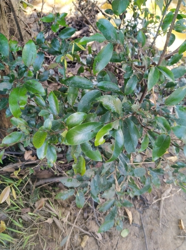 Strombosia pustulata