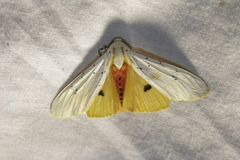 Rhodogastria similis