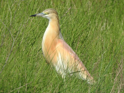 Squacco Heron