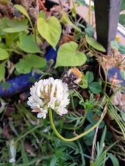 Bombus