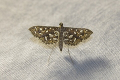 Nausinoe geometralis
