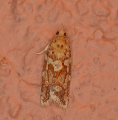 Argyrotaenia montezumae