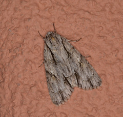 Acronicta thoracica